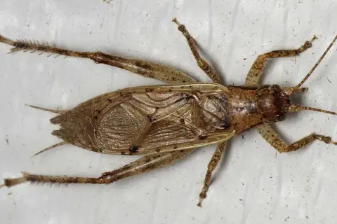 Jumping Bush Cricket