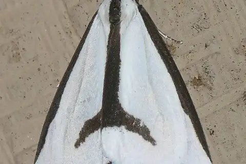 Leconte's Haploa Moth