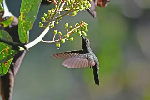 Buff-thighed Puffleg