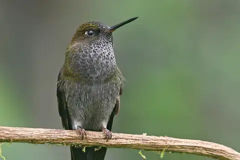 Hoary Puffleg
