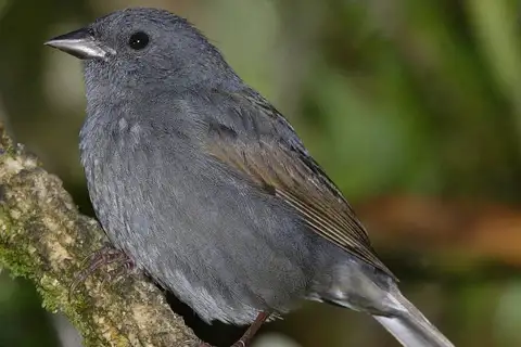 Slaty Finch