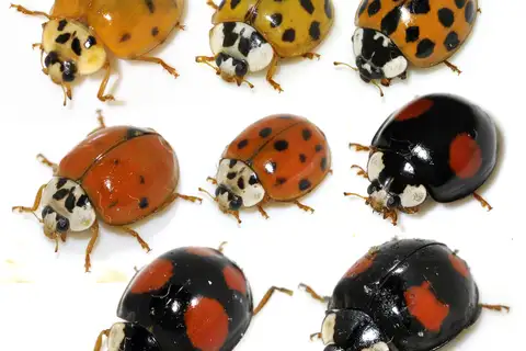 Asian Lady Beetle