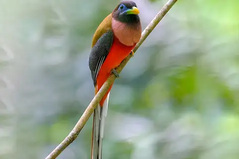 Philippine Trogon