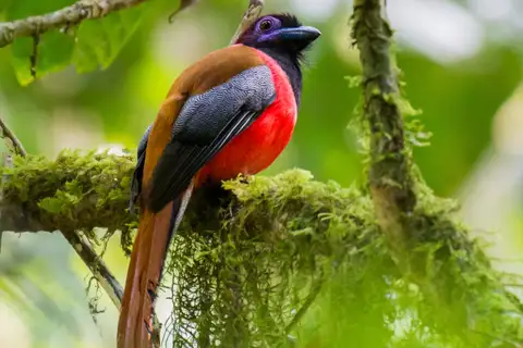 Diard's Trogon