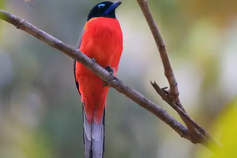 Scarlet-rumped Trogon