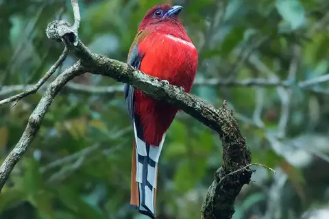 Red-headed Trogon