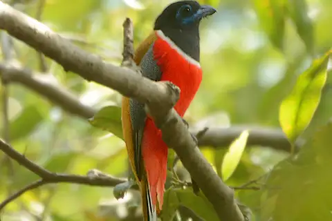 Malabar Trogon