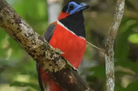 Red-naped Trogon