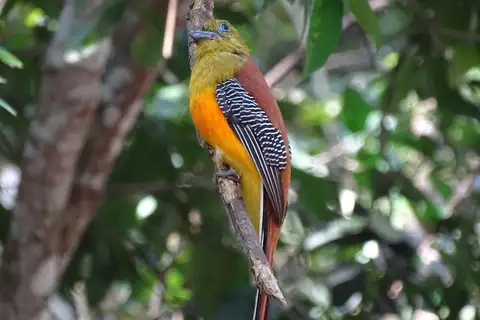 Orange-breasted Trogon