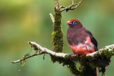 Ward's Trogon