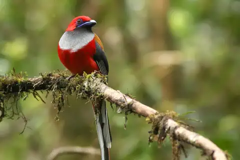 Whitehead's Trogon