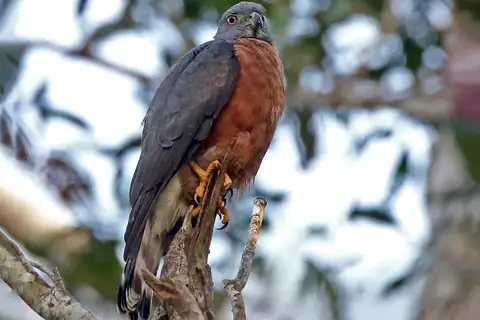 Double-toothed Kite