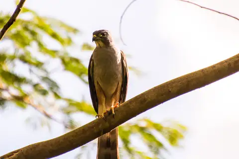 Rufous-thighed Kite