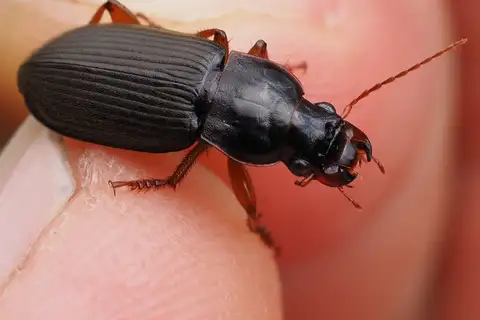 Strawberry Seed Beetle