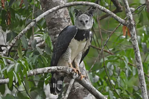 Harpy Eagle