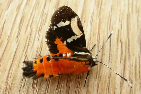 Common Whistling Moth