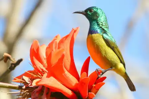 Collared Sunbird