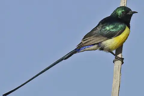 Nile Valley Sunbird