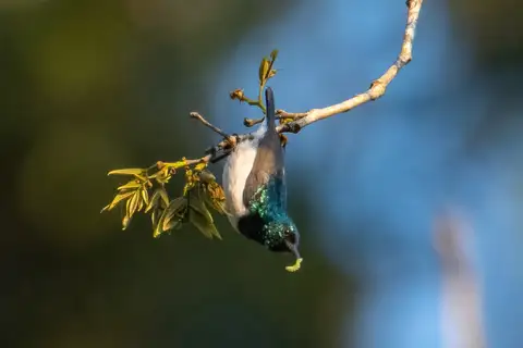 Amani Sunbird