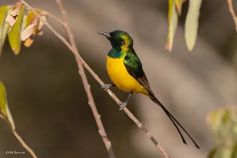 Pygmy Sunbird