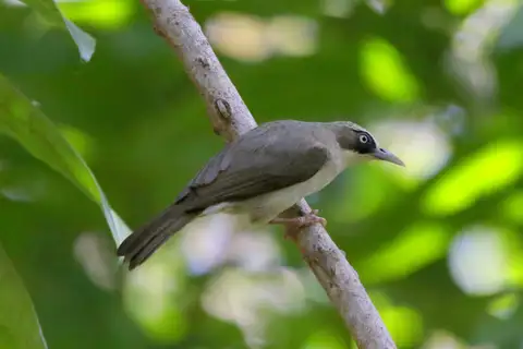 Thick-billed Heleia