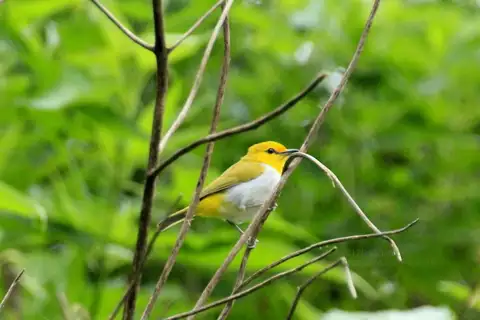 Yellow-spectacled Heleia