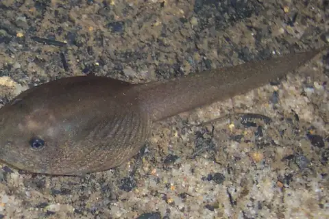 Giant Burrowing Frog