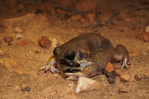Hooting Frog