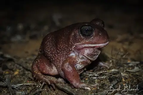 Whooping Frog