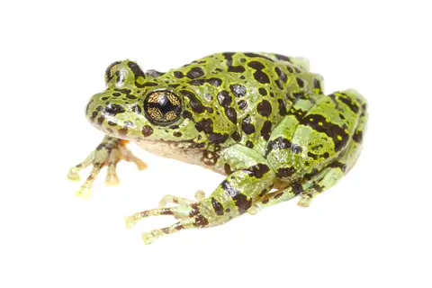 Cederberg Ghost Frog