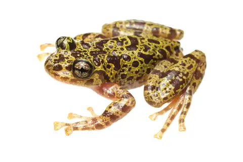 Hewitt's ghost frog