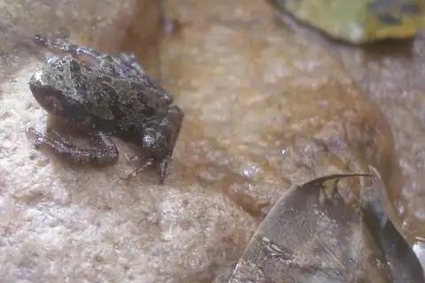 Eastern Ghost Frog