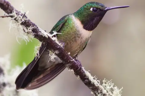 Amethyst-throated Sunangel
