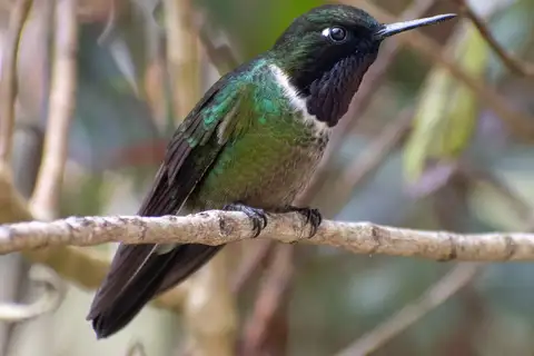 Longuemare's Sunangel