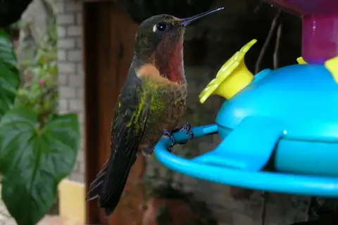 Orange-throated Sunangel