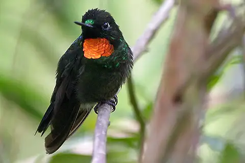 Flame-throated Sunangel