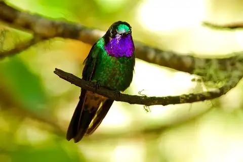 Purple-throated Sunangel