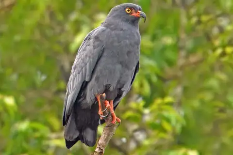 Slender-billed Kite