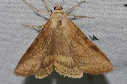 Corn Earworm Moth