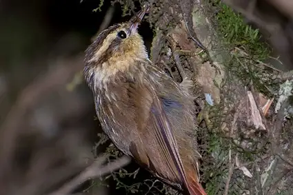 Sharp-billed Treehunter