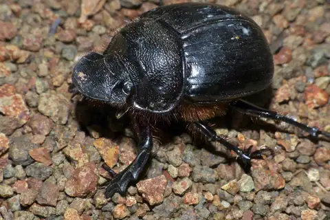 Trident Giant Dung Beetle
