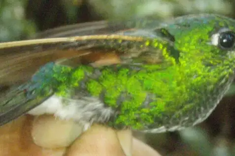 Rufous-webbed Brilliant