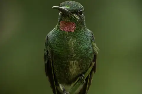Pink-throated Brilliant