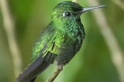 Green-crowned Brilliant