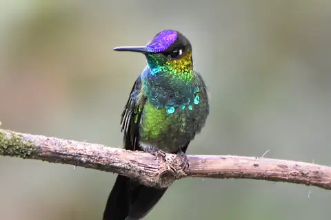 Violet-fronted Brilliant