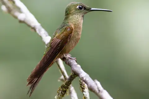 Fawn-breasted Brilliant