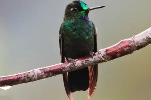 Velvet-browed Brilliant