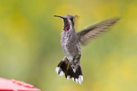 Plain-capped Starthroat