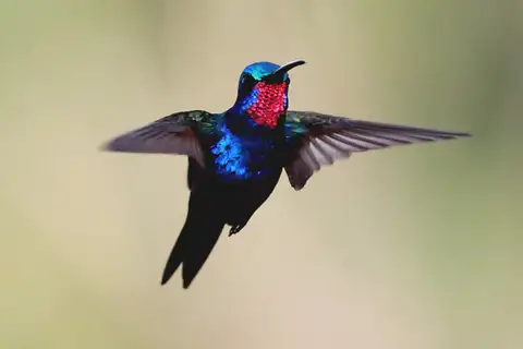 Blue-tufted Starthroat