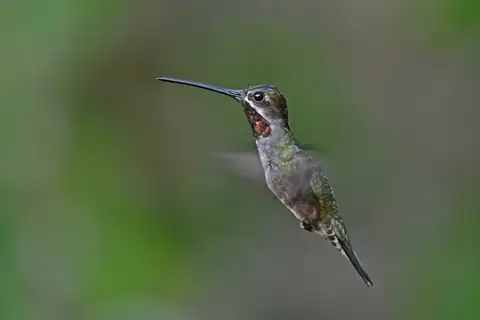 Long-billed Starthroat